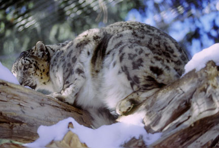 snow leopard at Cheyenne Mountain Zoo