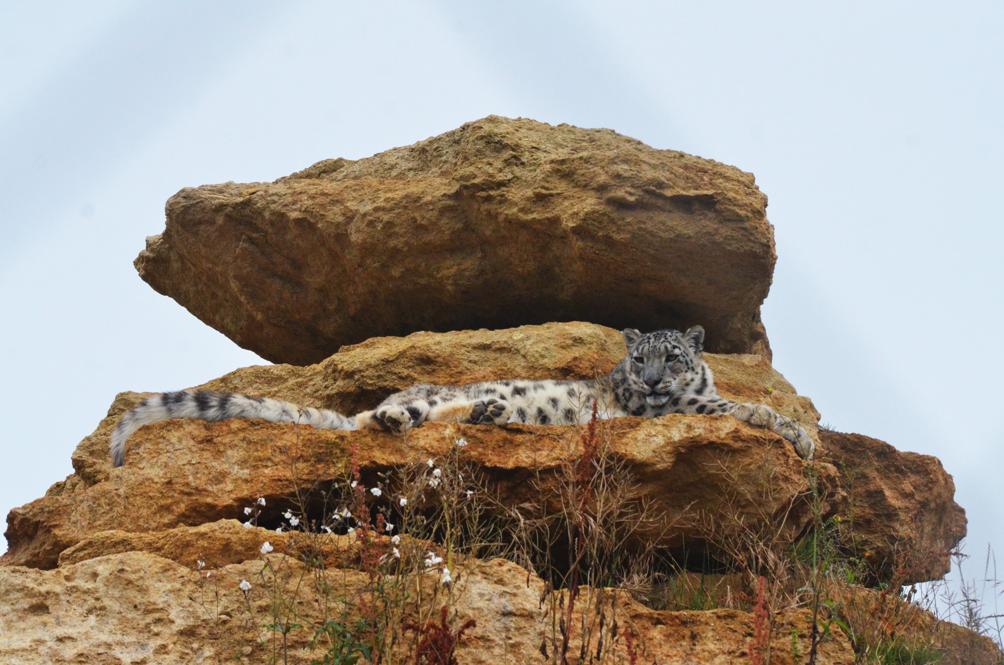 Snow Leopard at Doué-la-Fontaine, 15/06/18