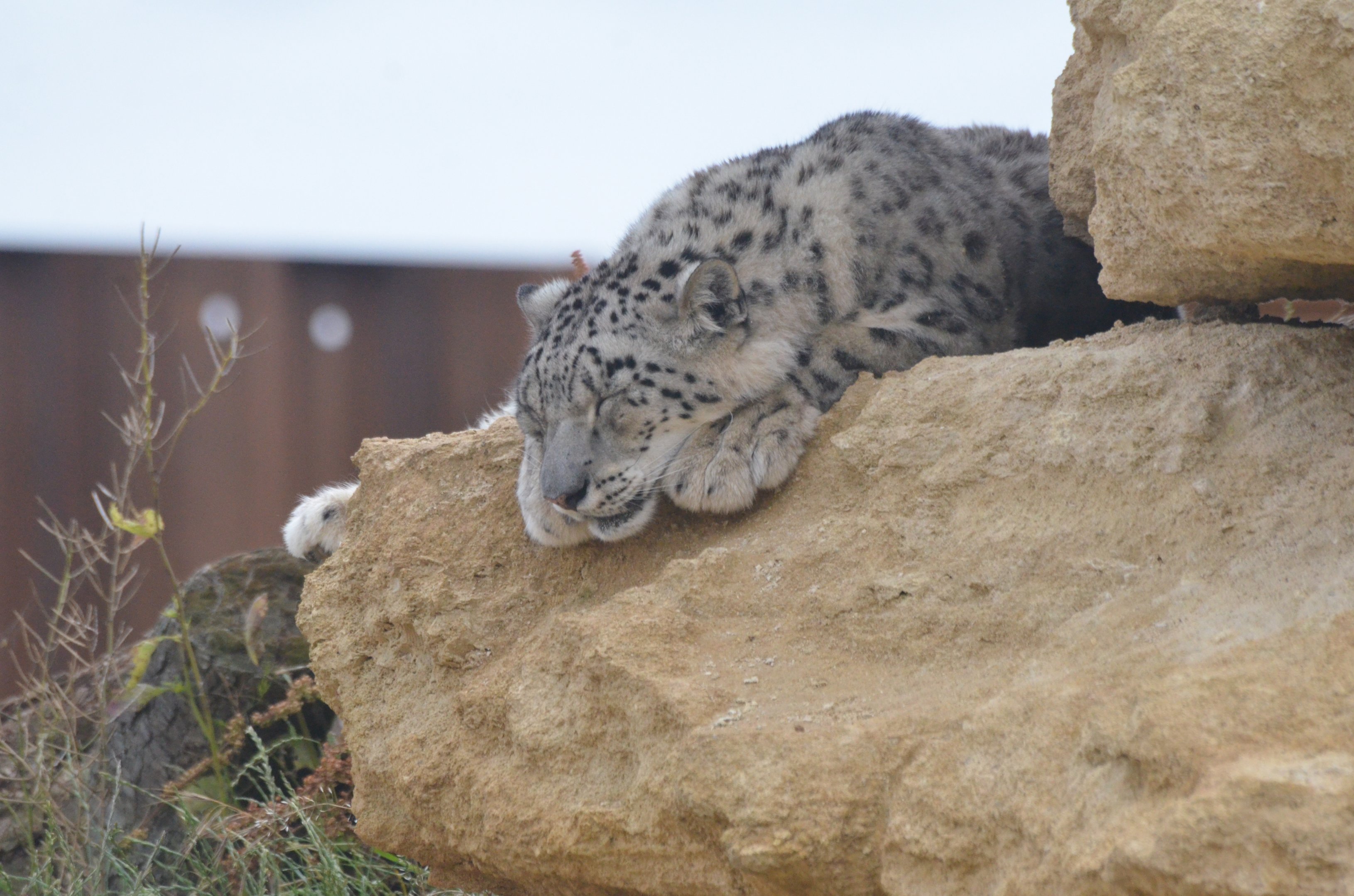 Snow Leopard at Doué-la-Fontaine, 15/06/18