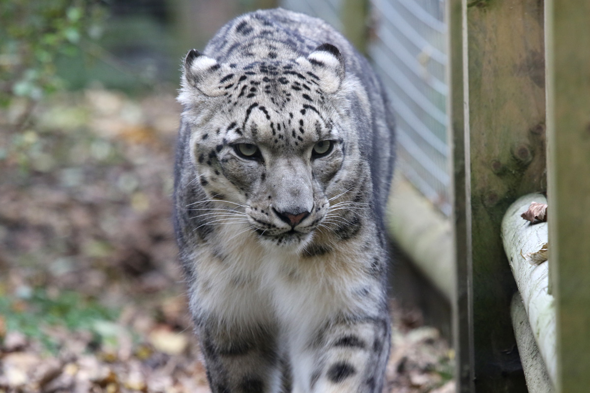 Snow Leopard at Dudley 28th Oct 2020