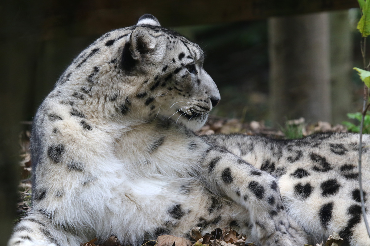 Snow Leopard at Dudley 28th Oct 2020