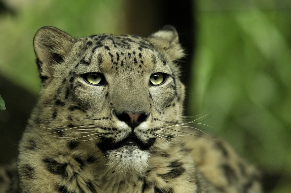 Snow leopard at Karlsruhe zoo