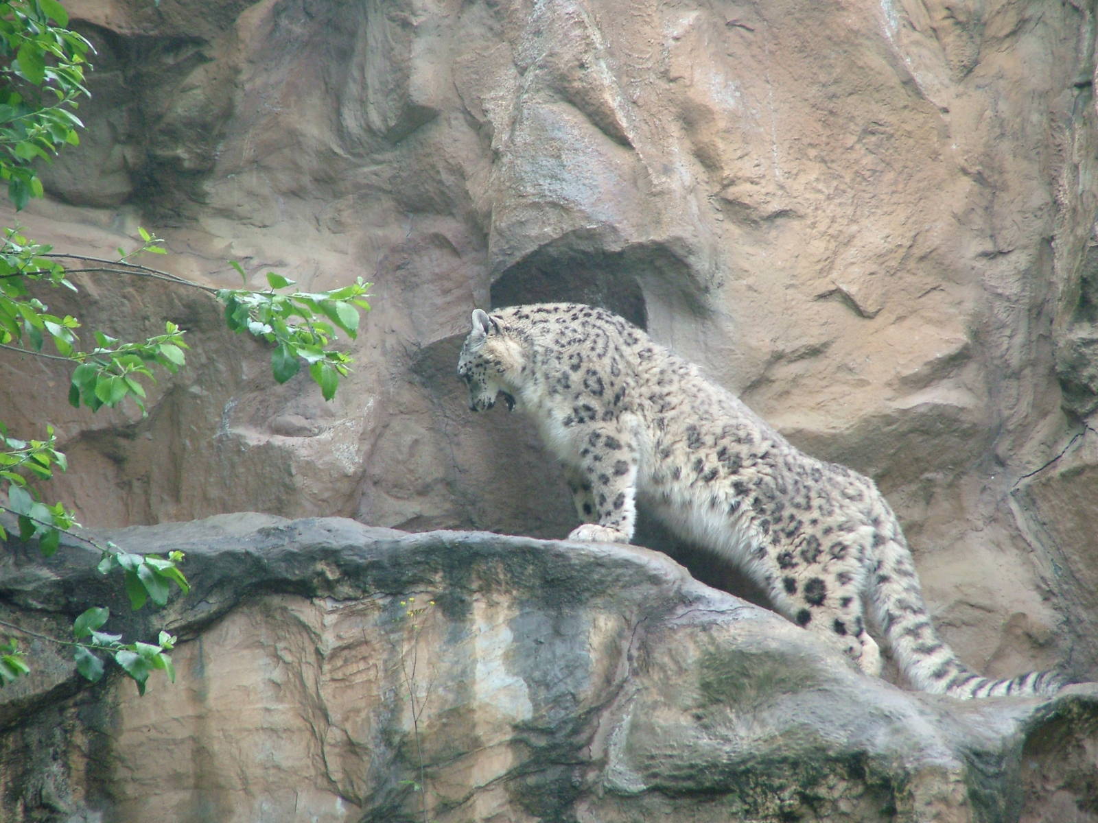 Snow Leopard at Koeln 12/05/09