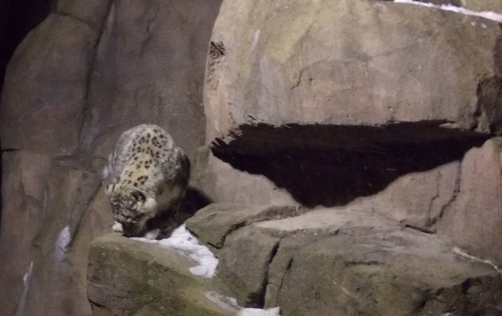 Snow Leopard at night