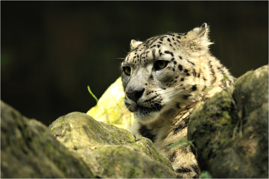Snow leopard at nuremberg zoo