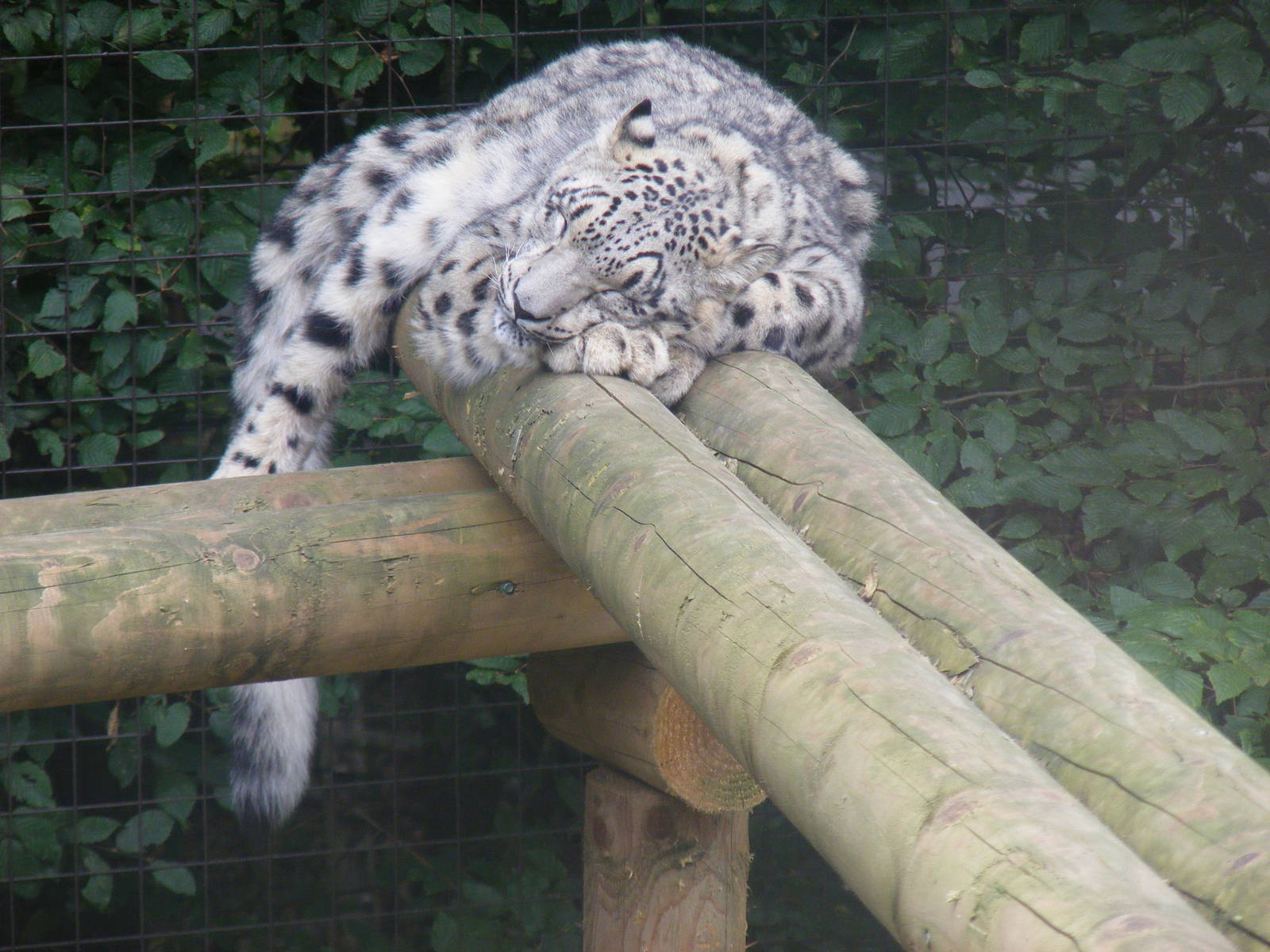 Snow leopard at Paradise Wildlife Park, 5 September 2010
