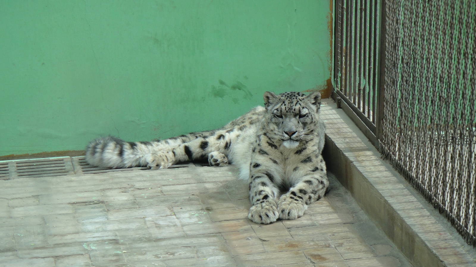 Snow leopard at Qinghai-Tibet Plateau Wildlife zoo 2014-5-15