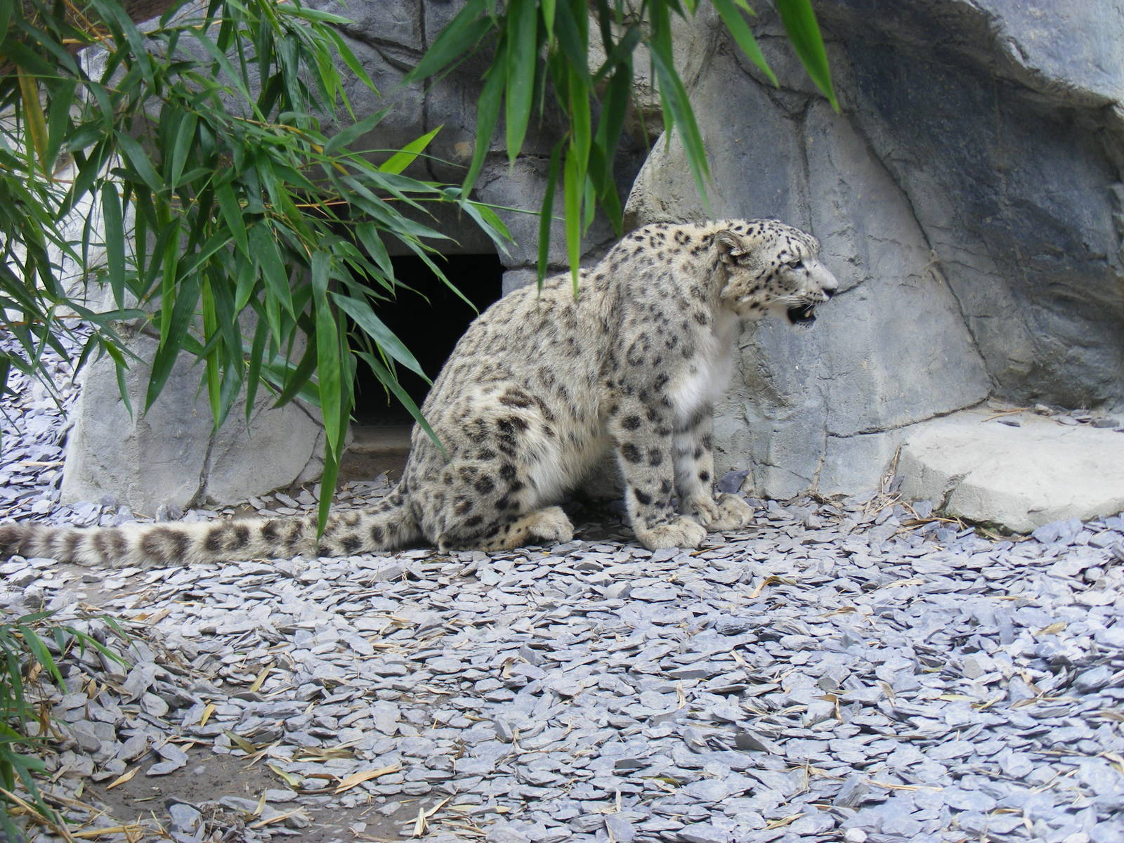 Snow leopard at RSCC, 15 August 2010