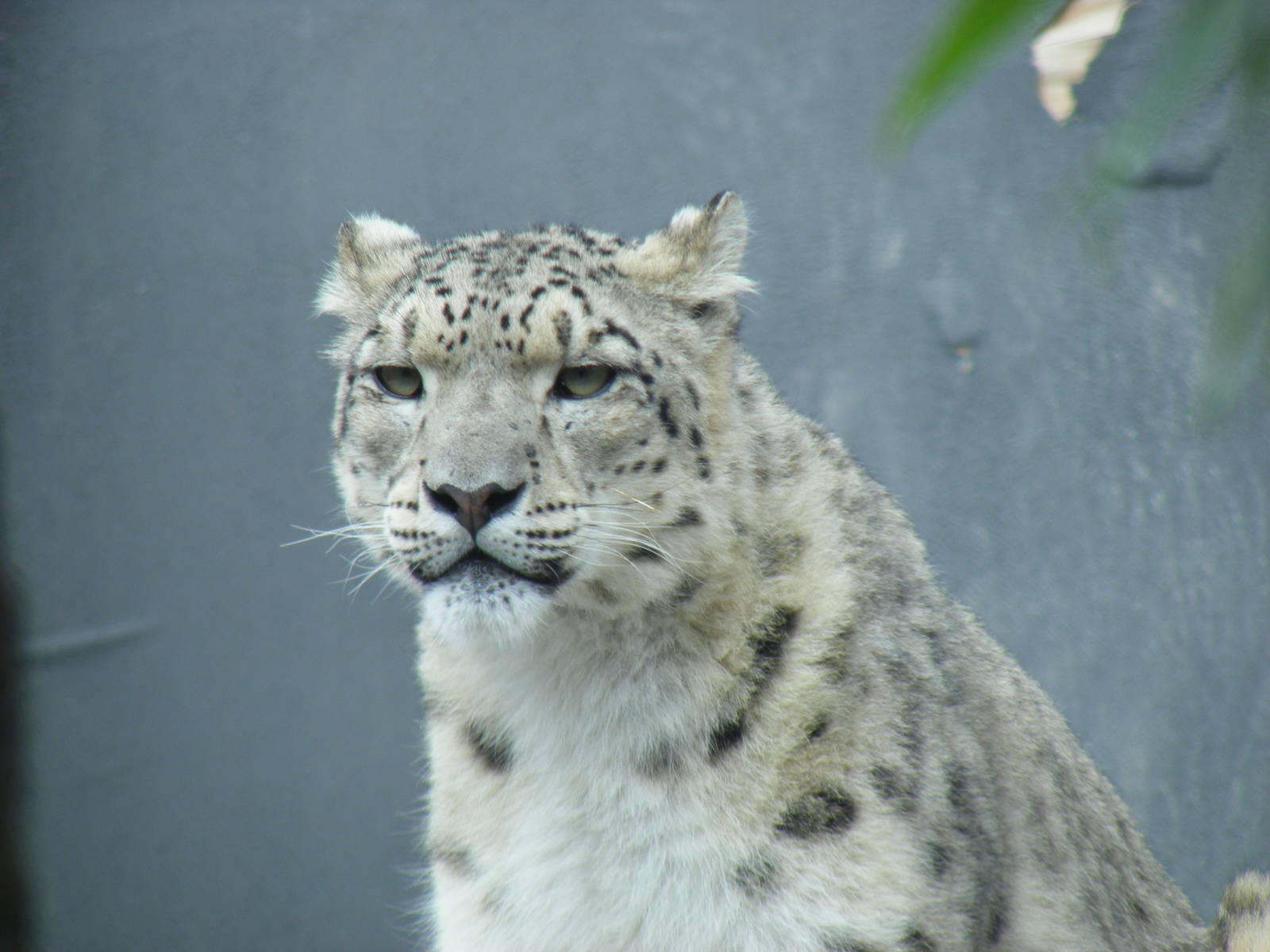 Snow leopard at RSCC, 15 August 2010