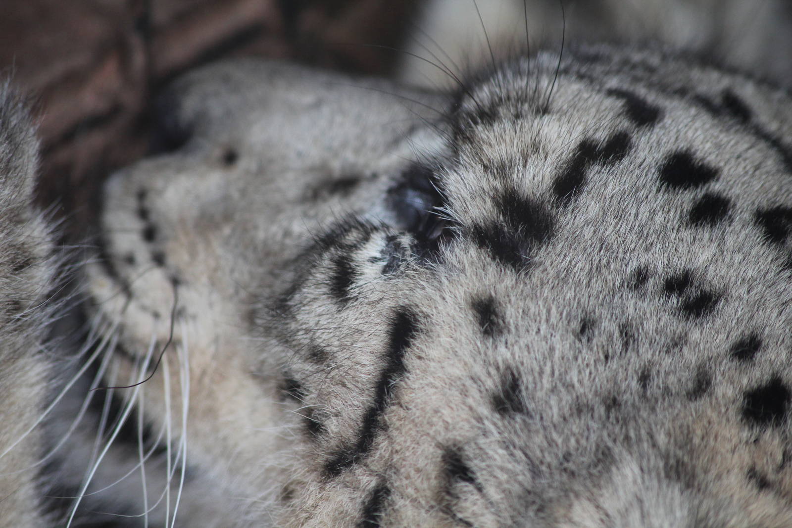 Snow Leopard at SLWAP