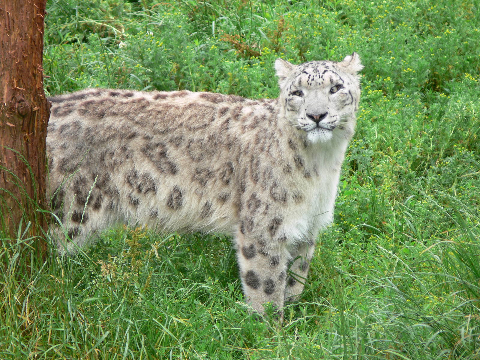Snow Leopard at South Lakes, 04/07/14