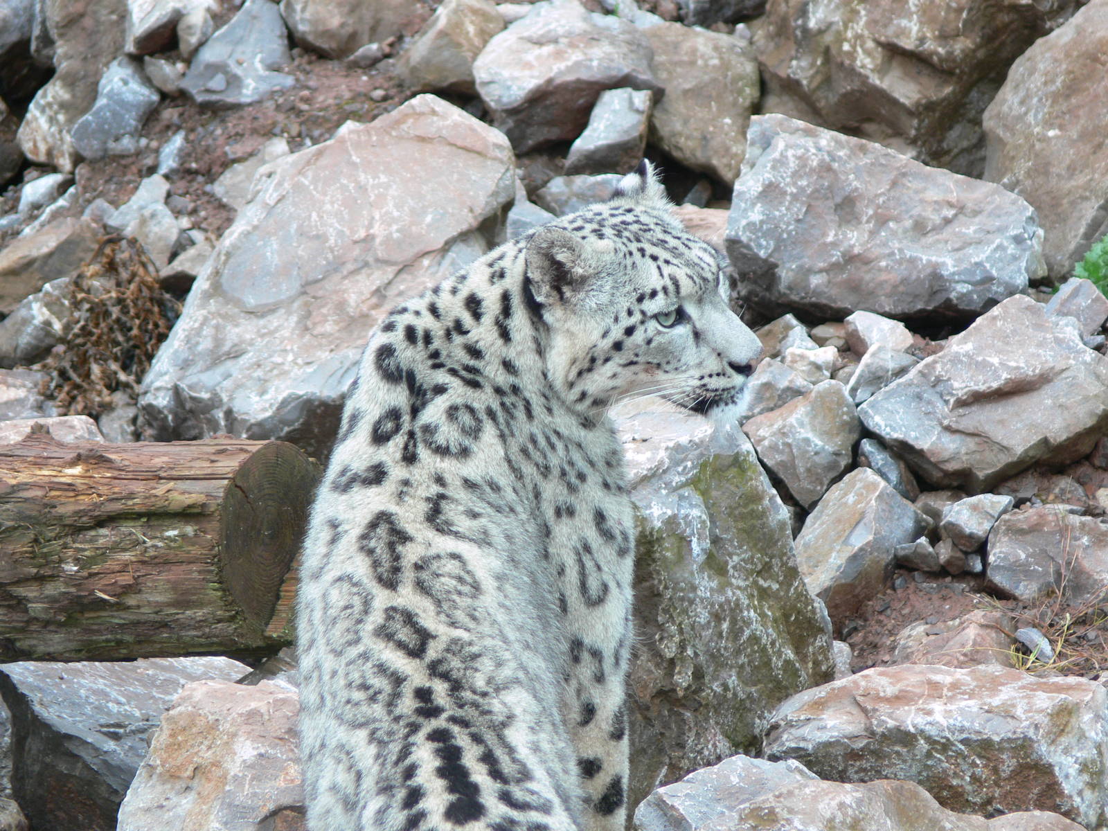 Snow Leopard at South Lakes, 04/07/14