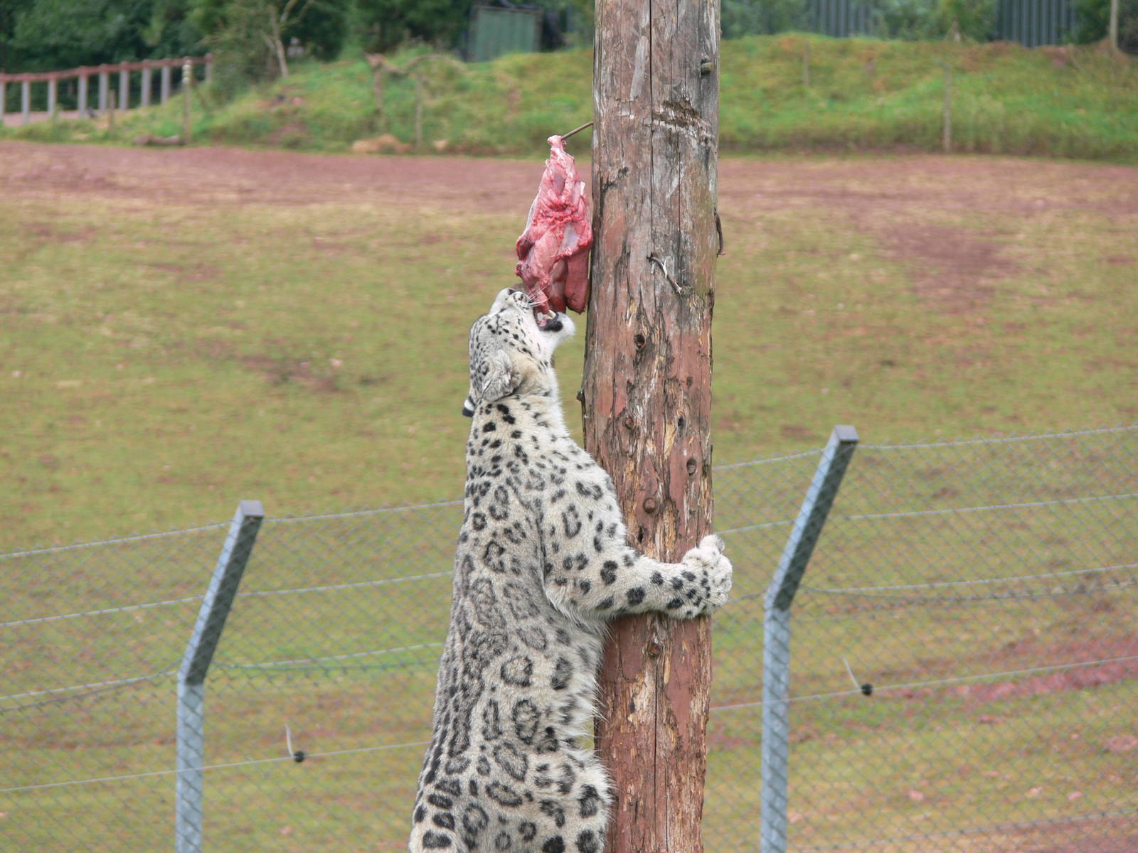 Snow Leopard at South Lakes, 04/07/14