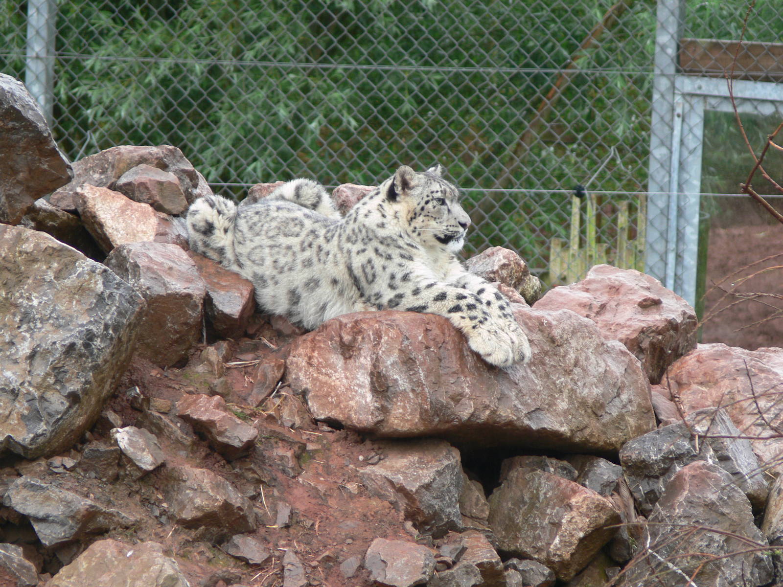 Snow Leopard at South Lakes, 04/07/14
