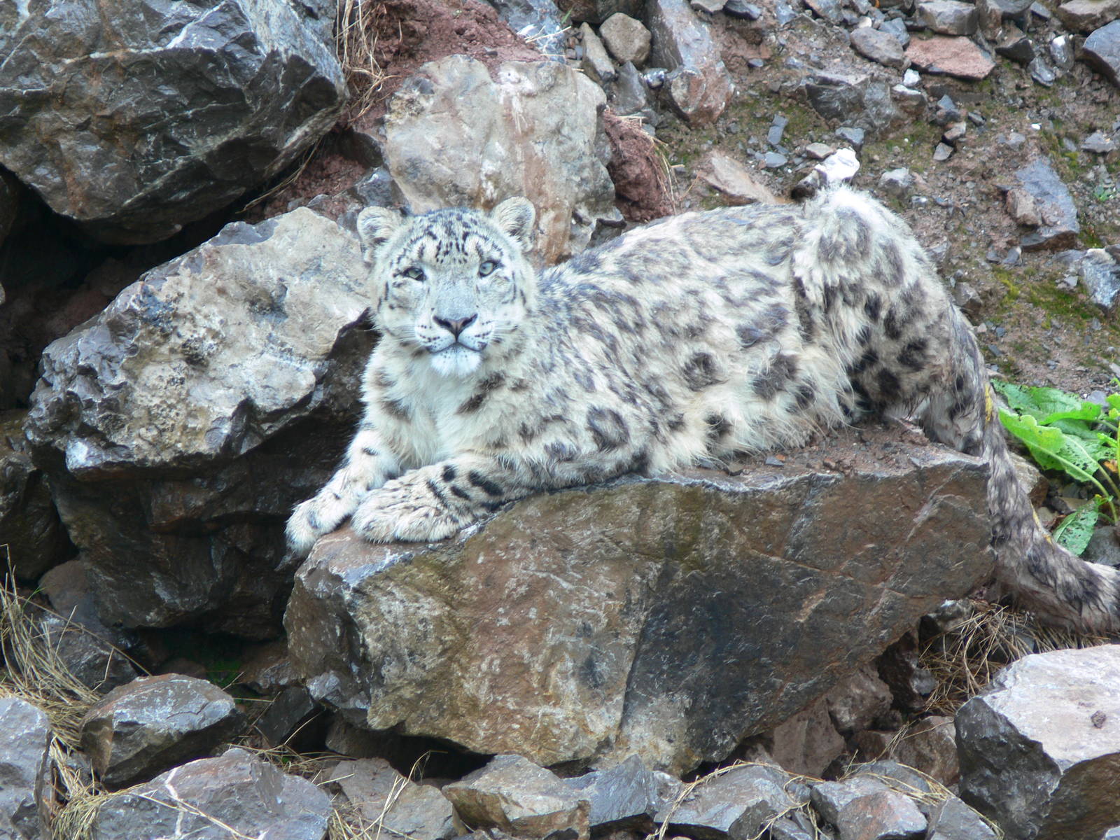 Snow Leopard at South Lakes, 04/07/14