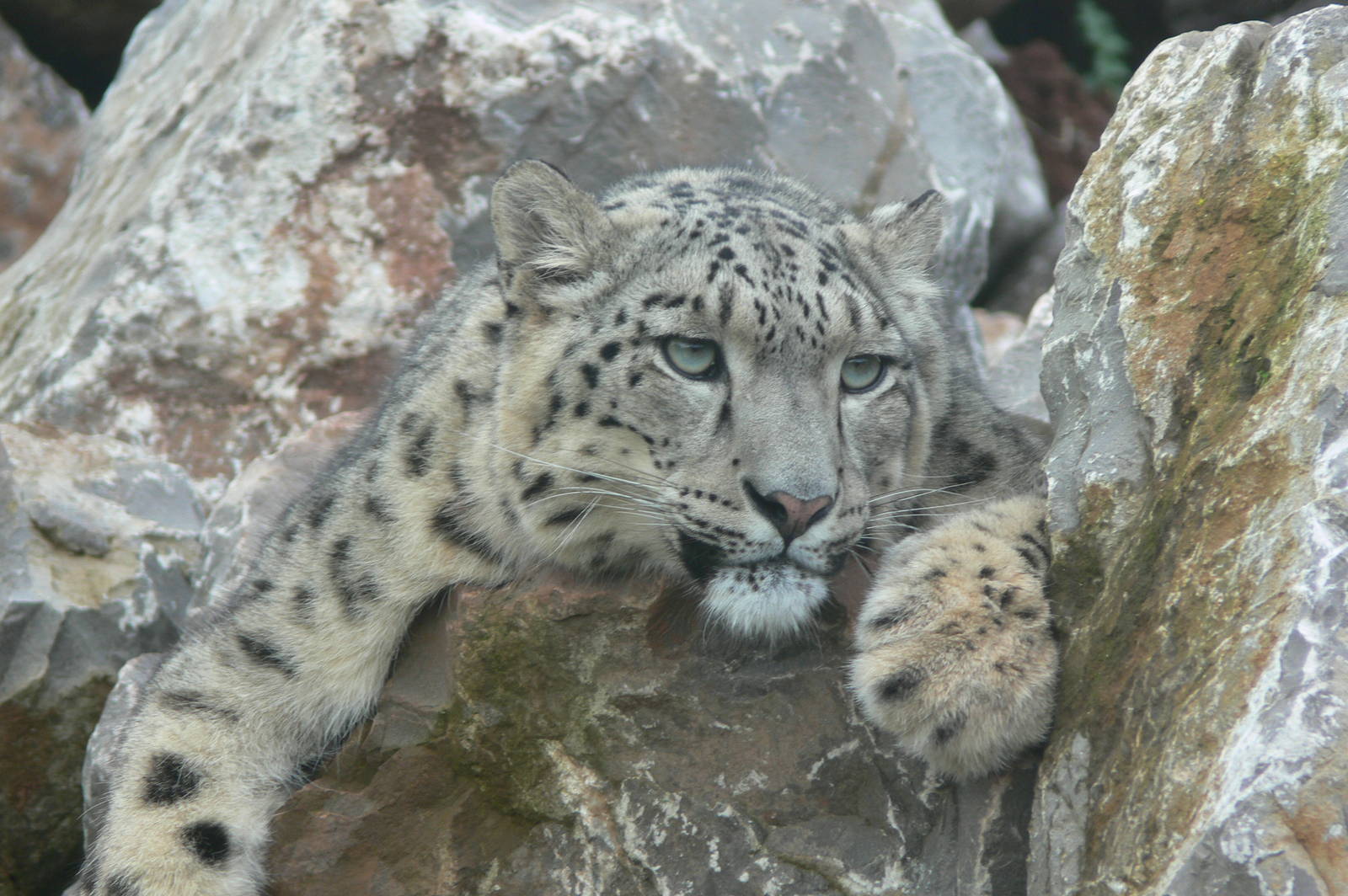Snow Leopard at South Lakes, 11/10/14