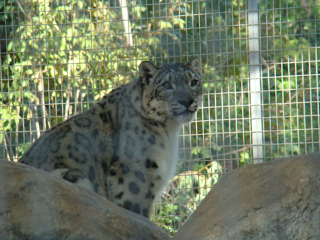 Snow Leopard at the Los Angeles Zoo