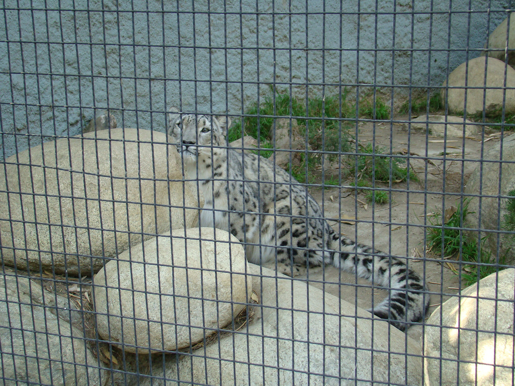 Snow Leopard at the Los Angeles Zoo