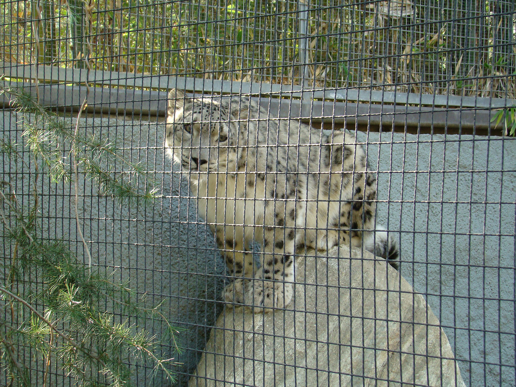 Snow Leopard at the Los Angeles Zoo
