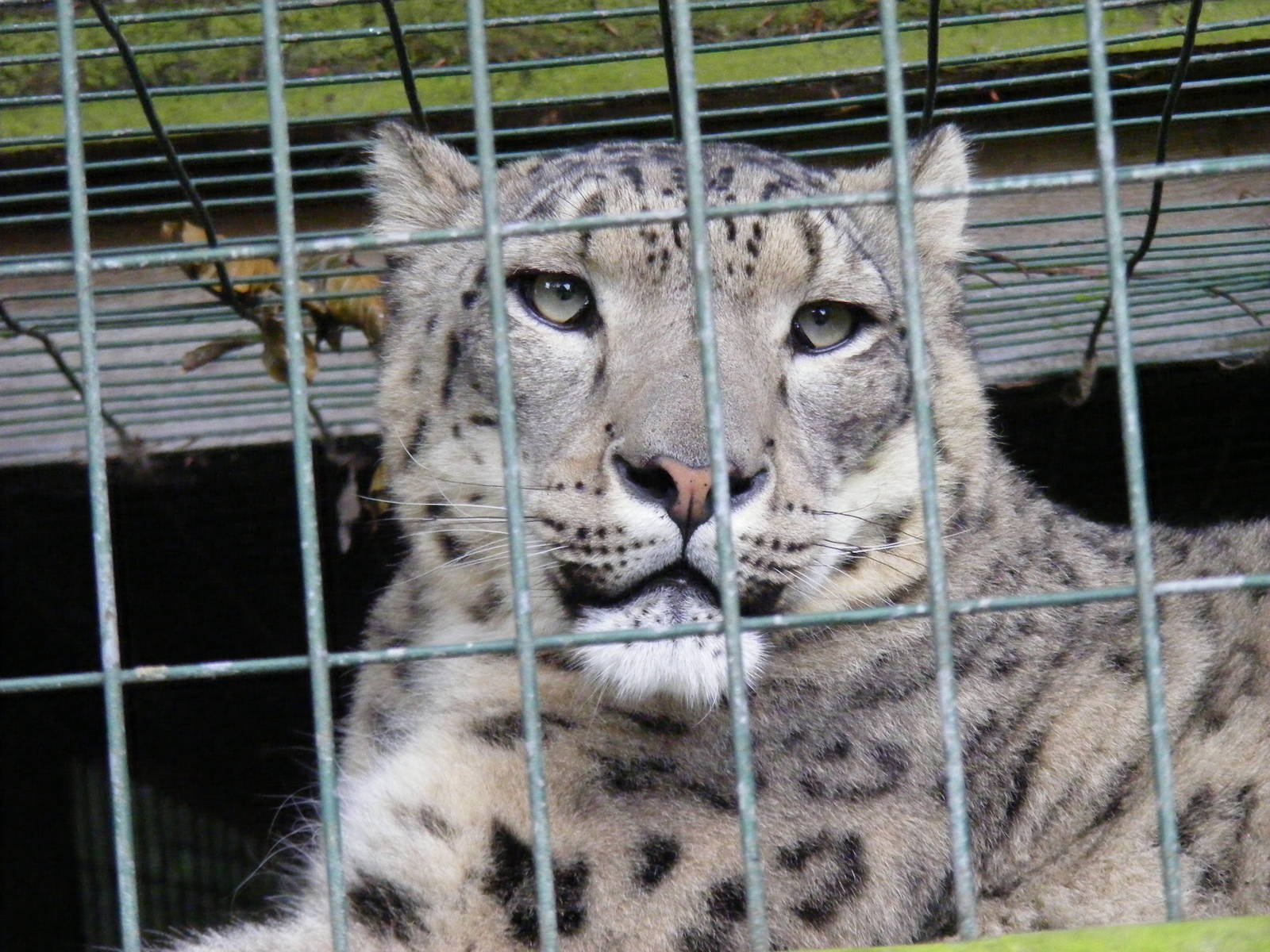 Snow leopard at Thrigby Hall, 14 September 2010