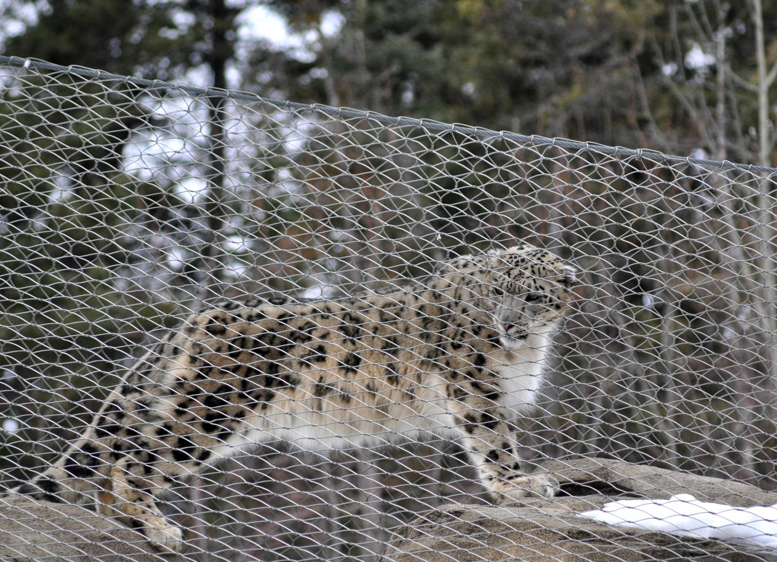 Snow Leopard at top of Exhibit