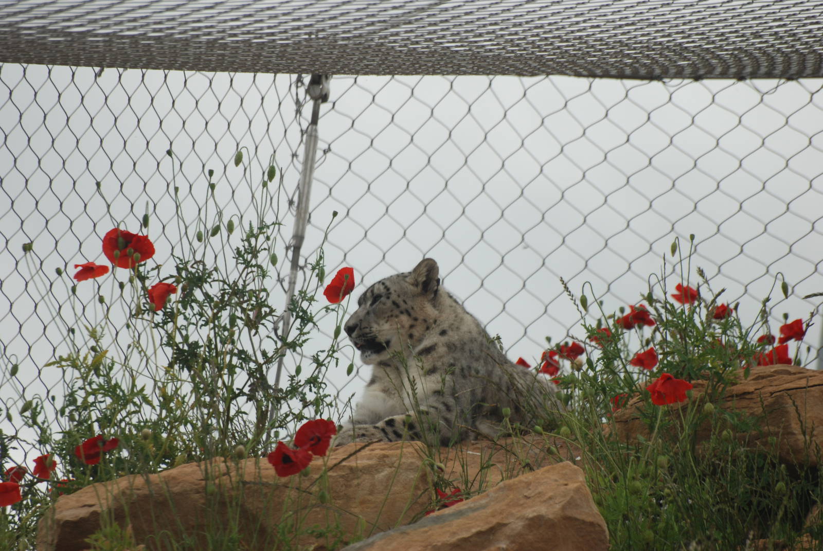 Snow Leopard at Twycross, 18/06/11