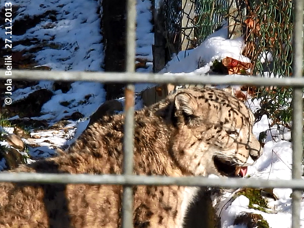 Snow leopard at Zoo Hellbrunn Salzburg