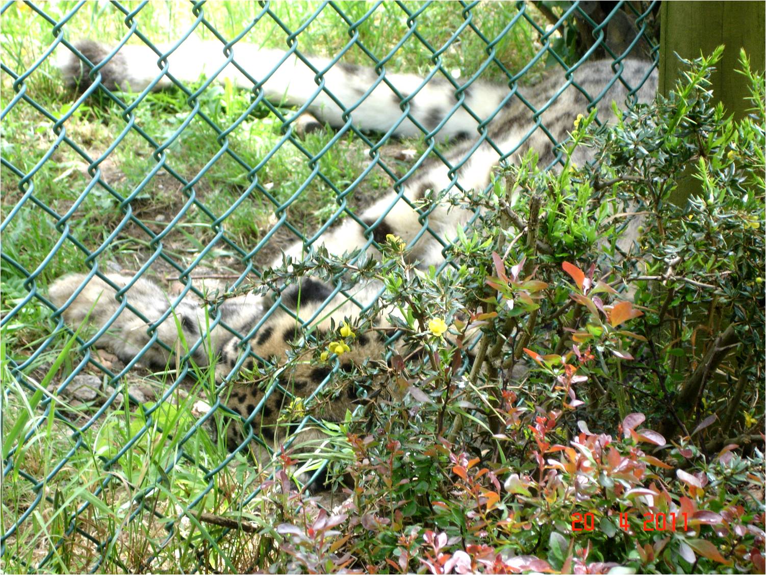 Snow Leopard at Zoo Santo Inacio, 20/04/11