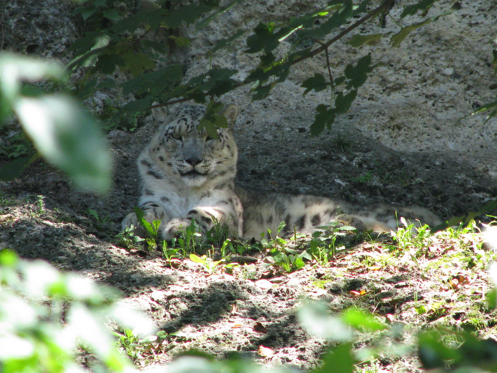 Snow leopard - August 2011