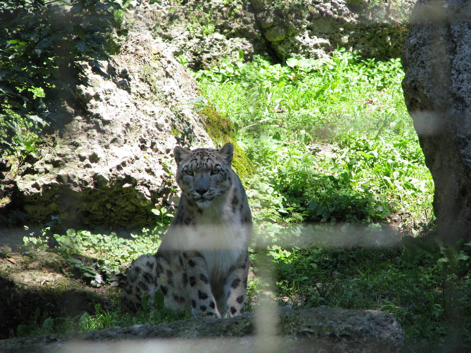 Snow leopard - August 2011