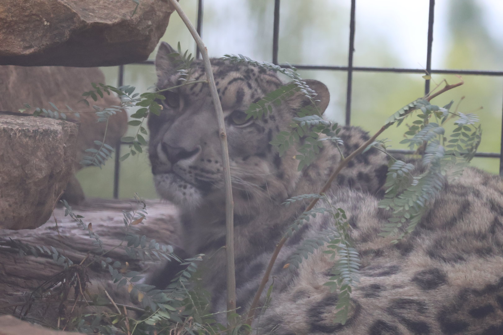 Snow Leopard (bad weather)