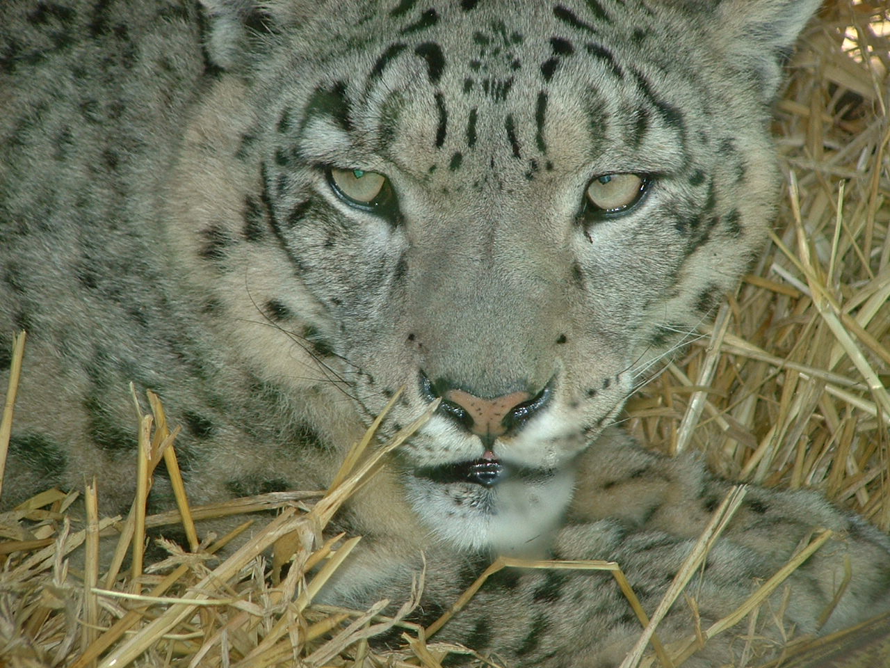 Snow Leopard - Banham 2008