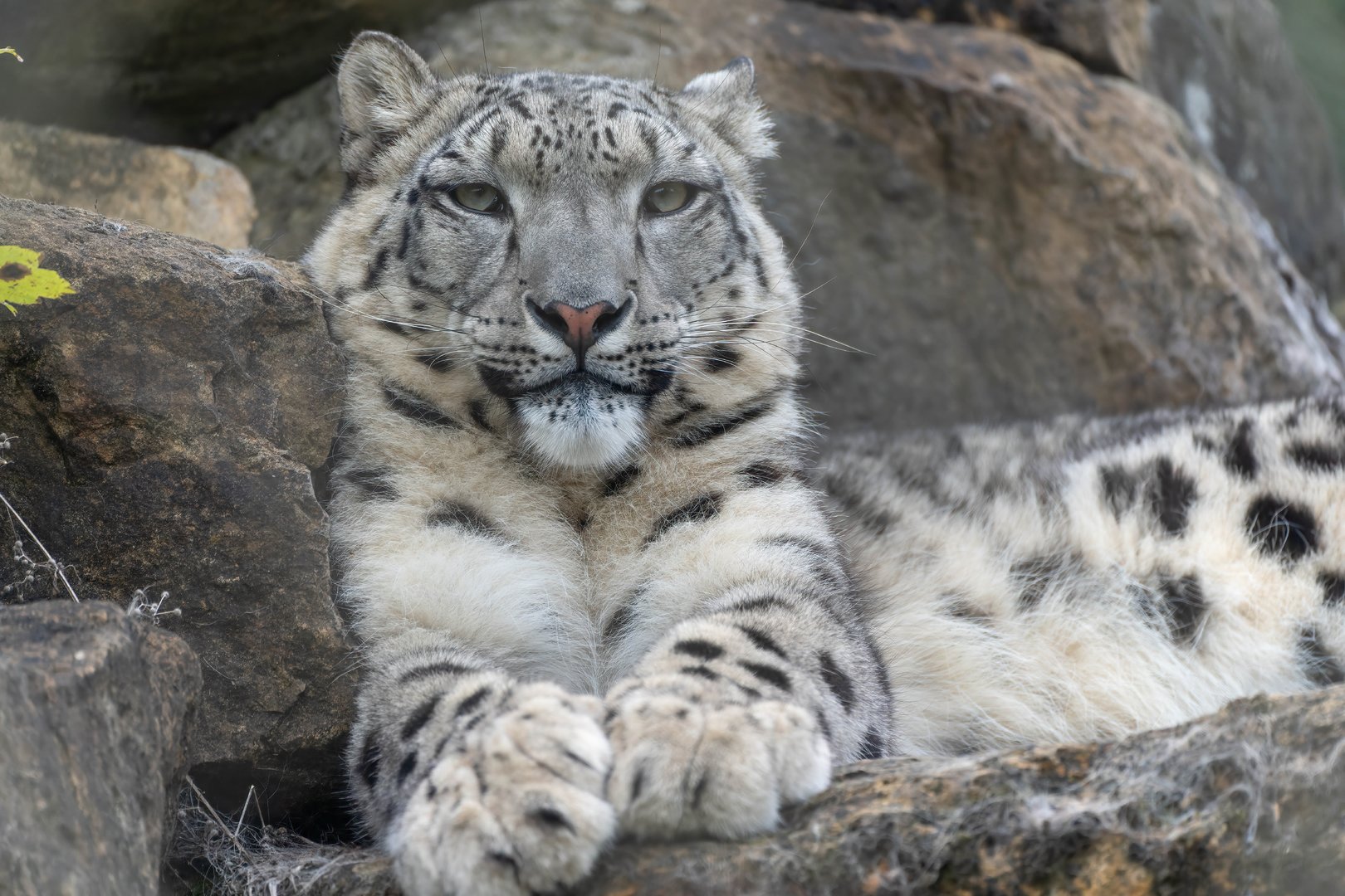 Snow leopard, Banham, UK