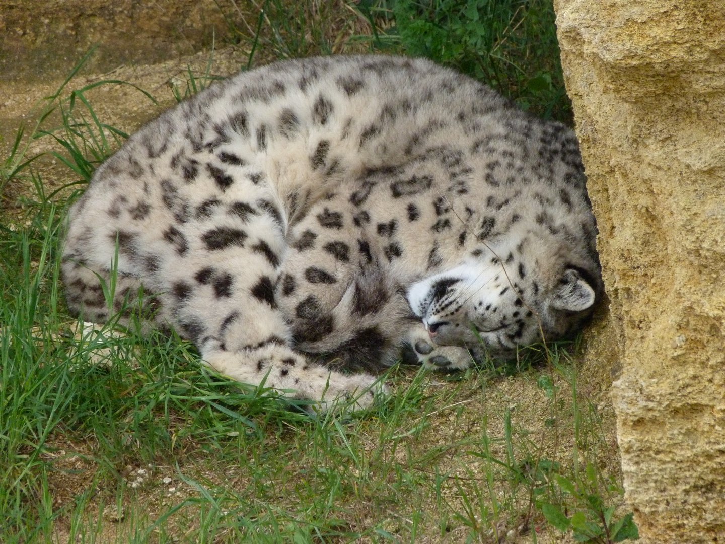 Snow leopard -Bioparc de Doué la Fontaine (2025)