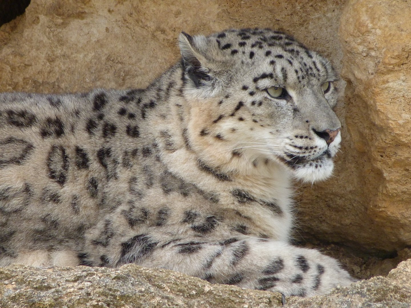 Snow leopard -Bioparc de Doué la Fontaine (2025)