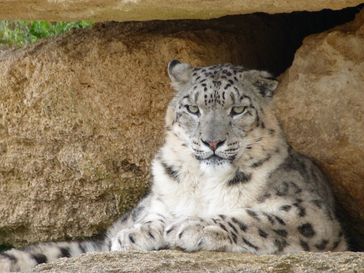 Snow leopard -Bioparc de Doué la Fontaine (2025)