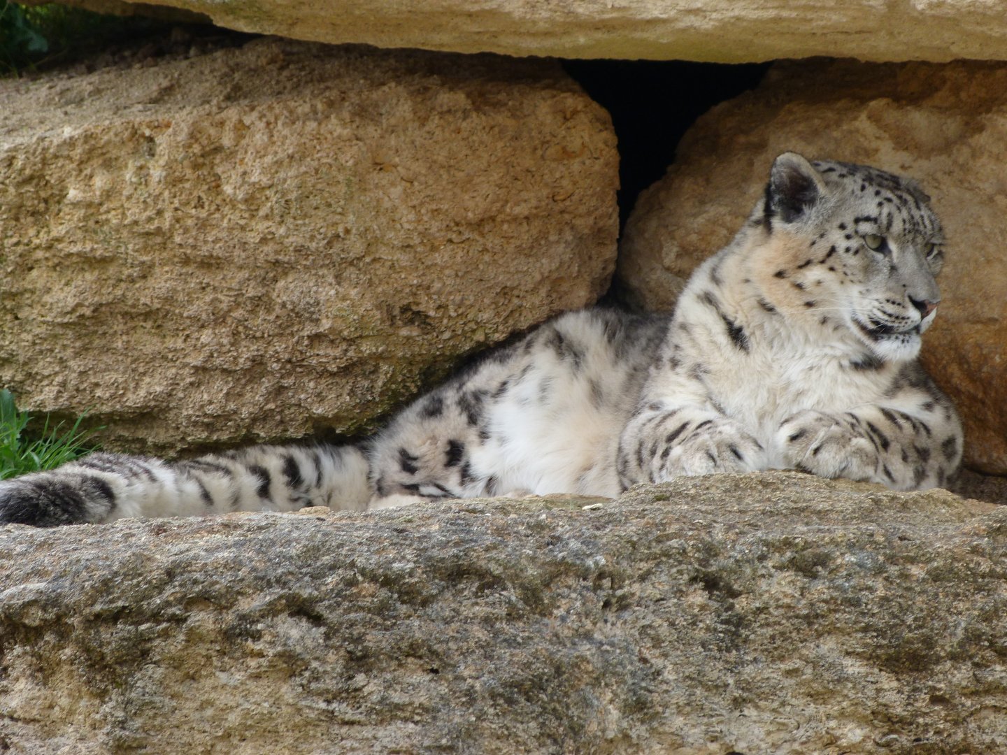 Snow leopard -Bioparc de Doué la Fontaine (2025)