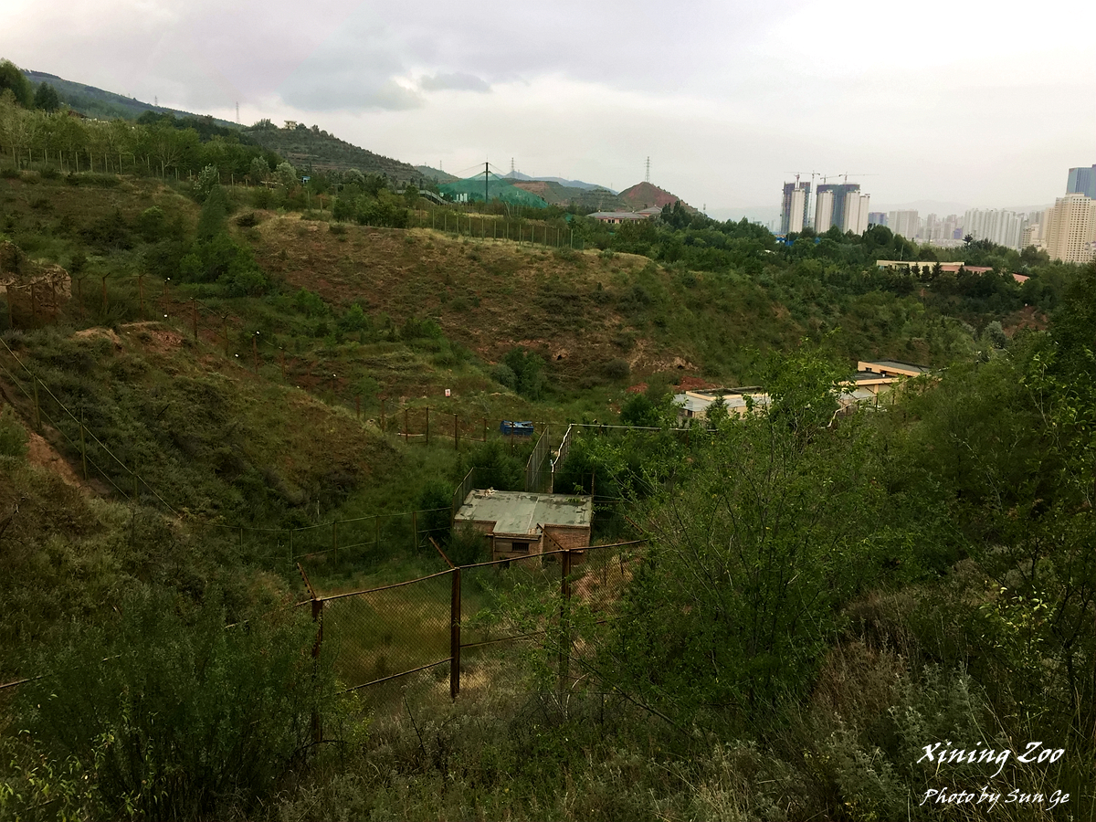 Snow leopard breeding facility