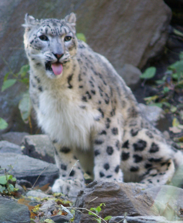 snow leopard Bronx Zoo Oct 2008