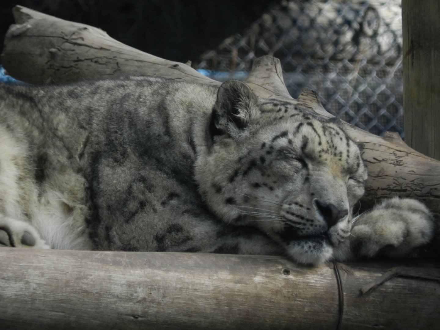 Snow leopard - Buin zoo