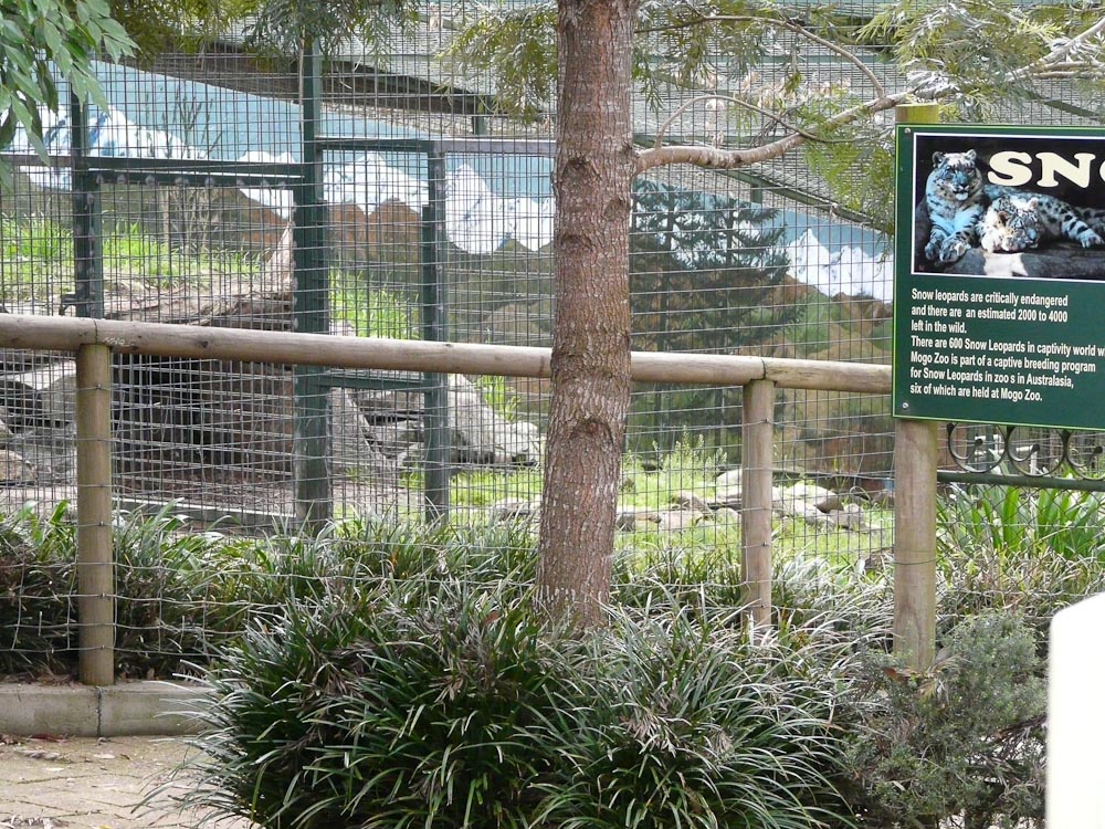 Snow leopard cage