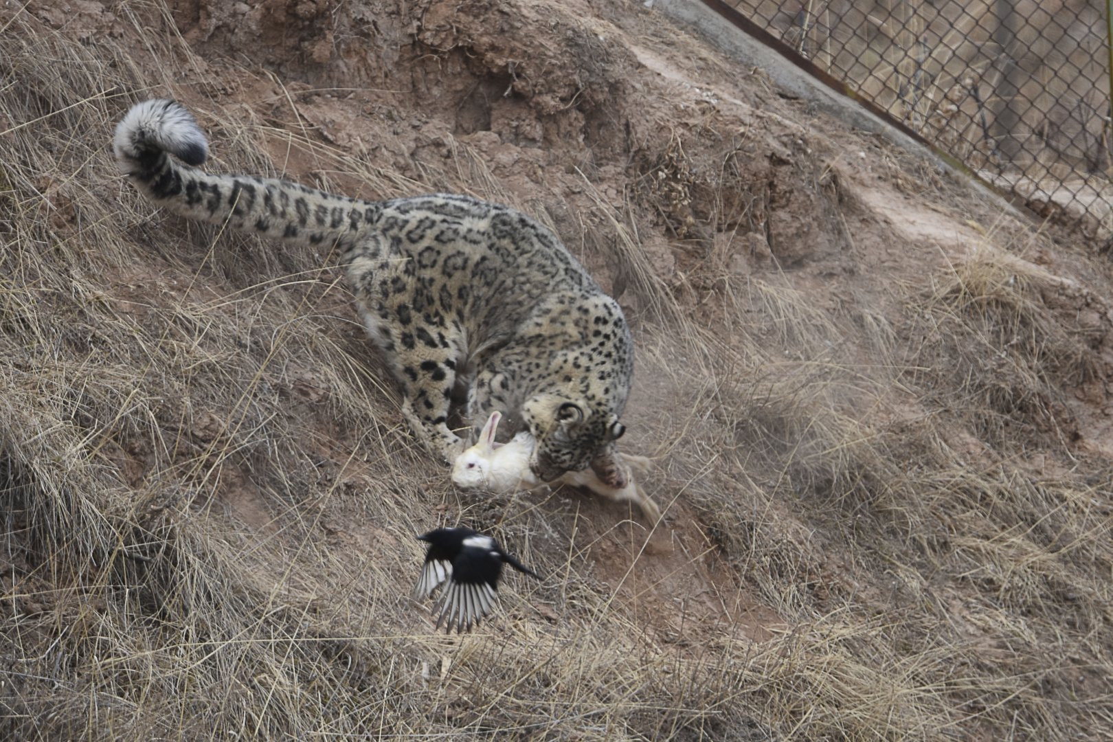 Snow leopard catches rabbits