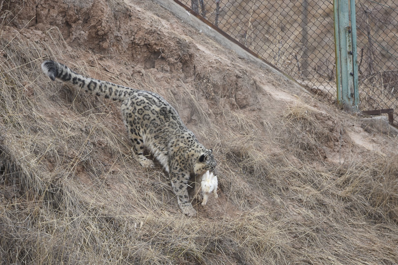 Snow leopard catches rabbits