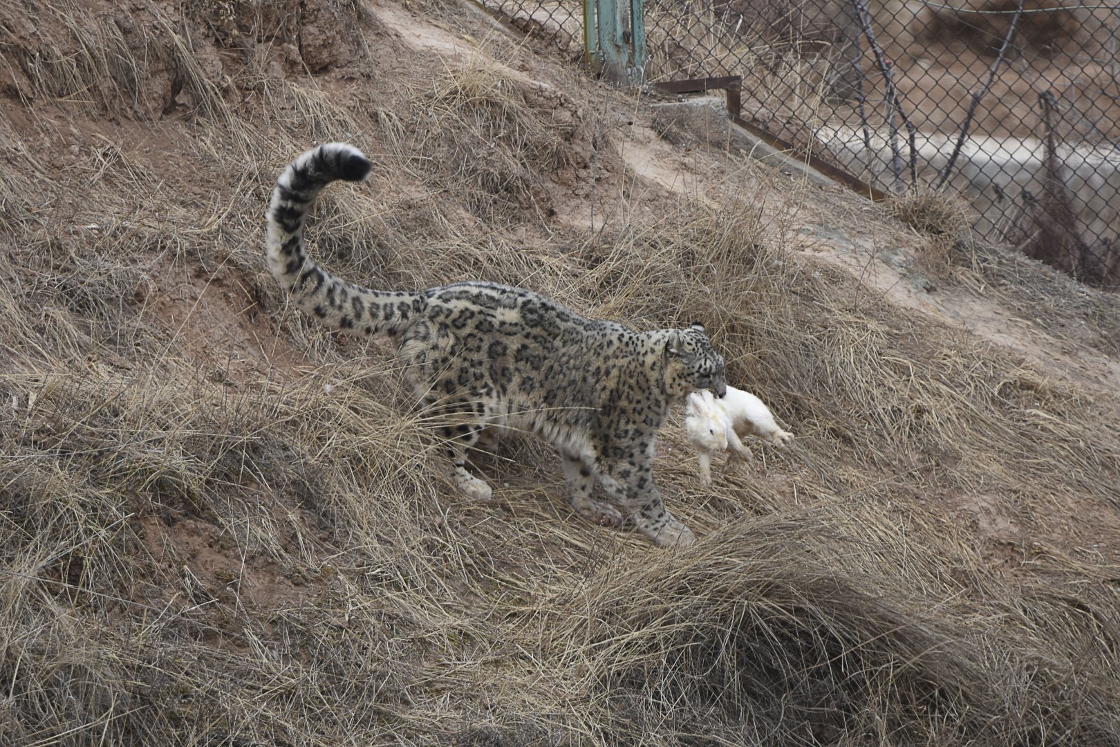 Snow leopard catches rabbits