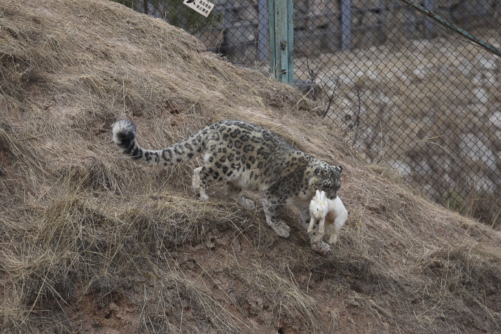 Snow leopard catches rabbits