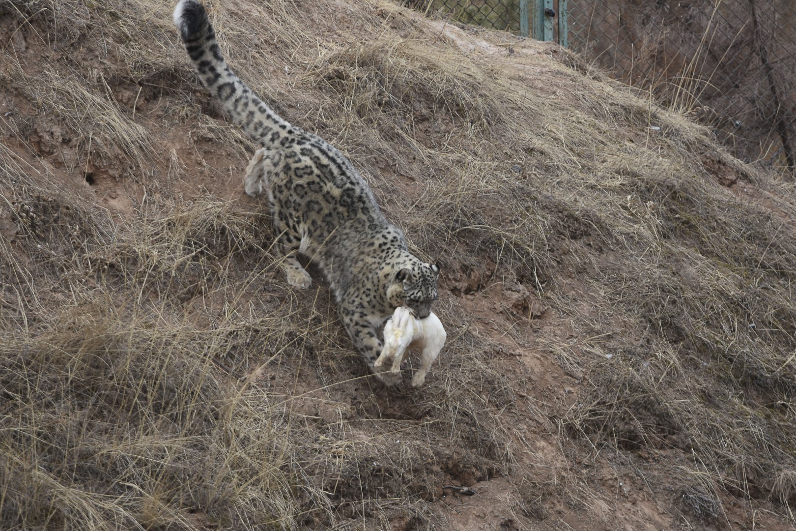 Snow leopard catches rabbits