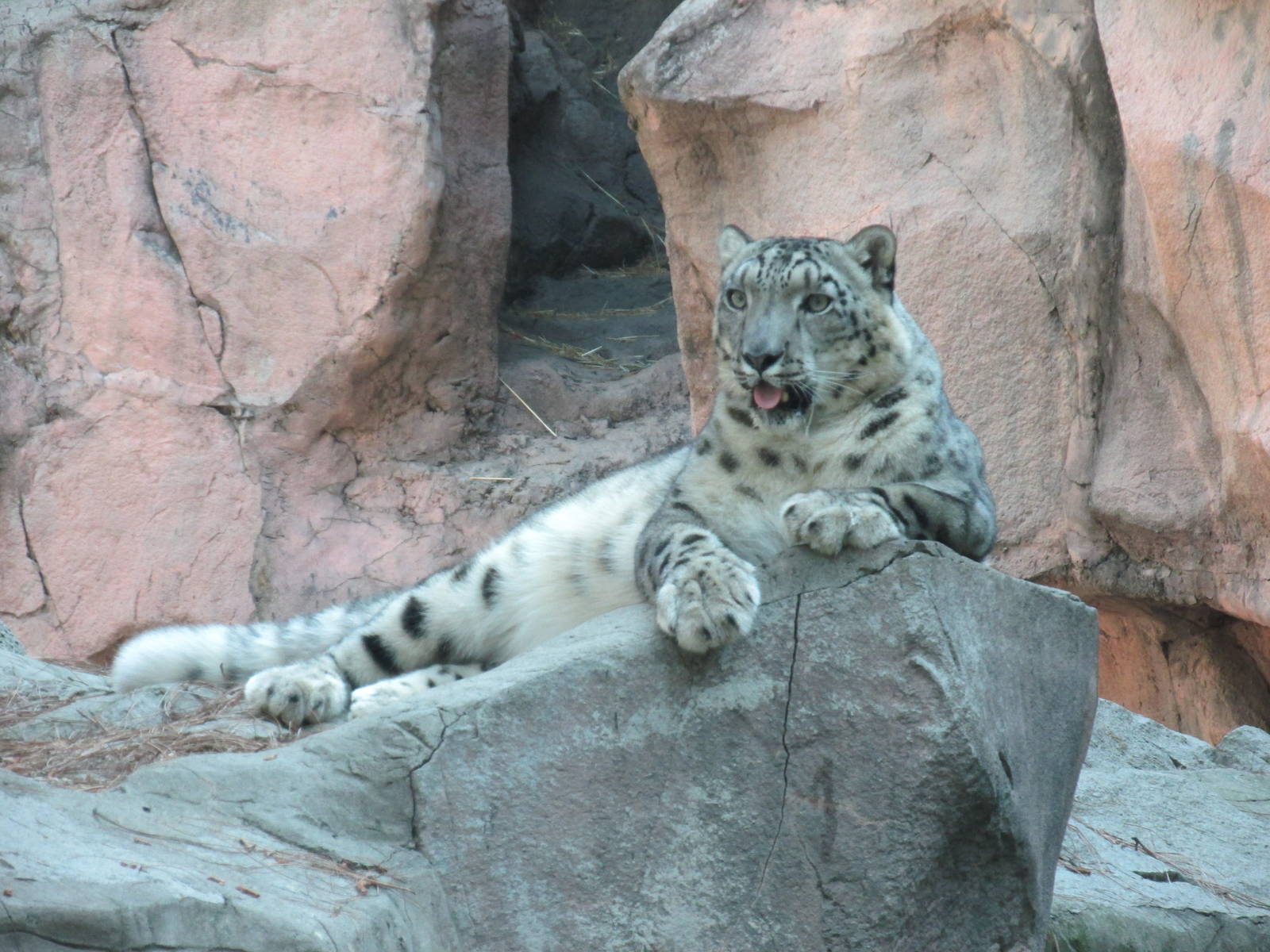 snow leopard chapultepec zoo