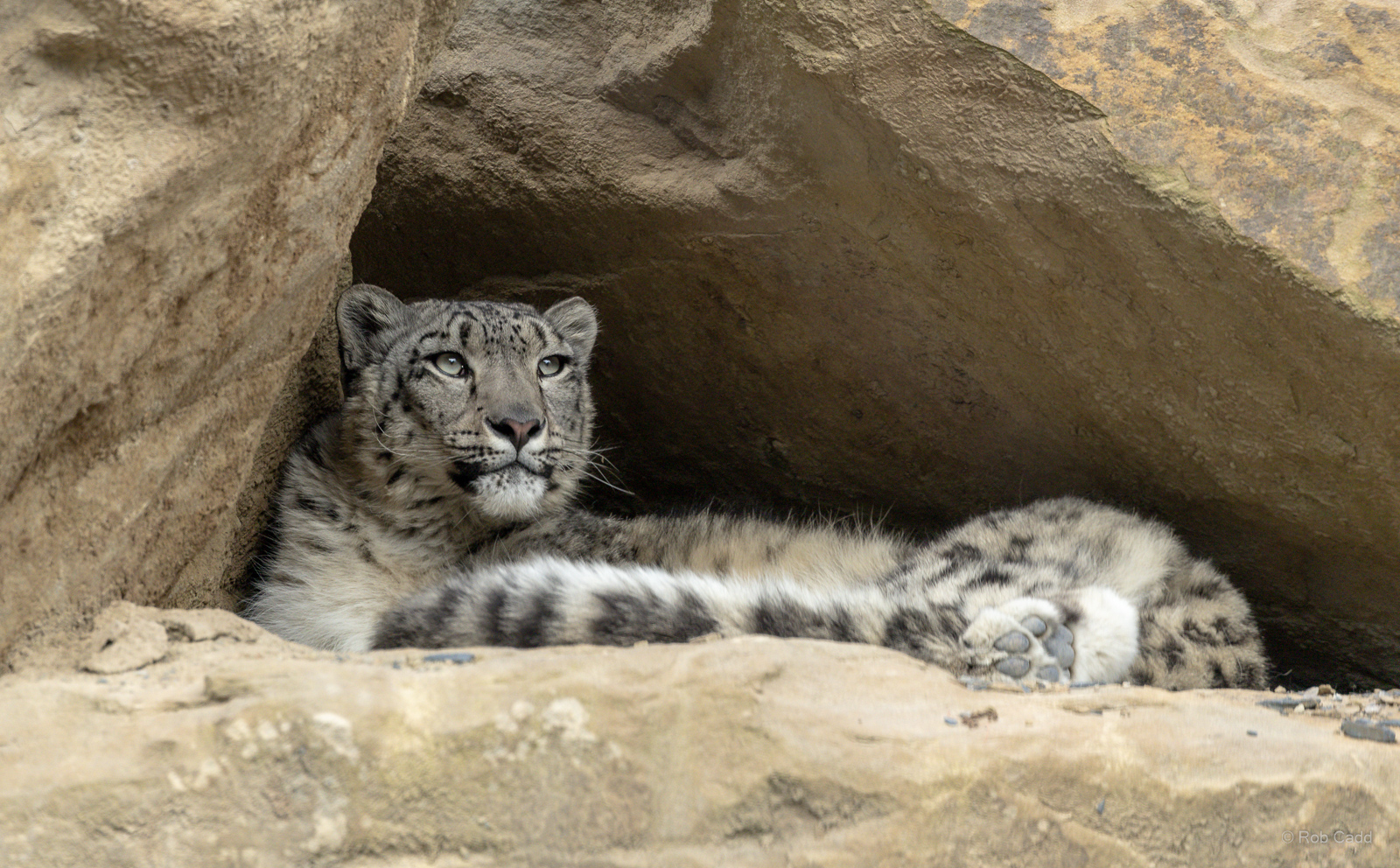 Snow leopard : Chester Zoo : 24 Jun 2024