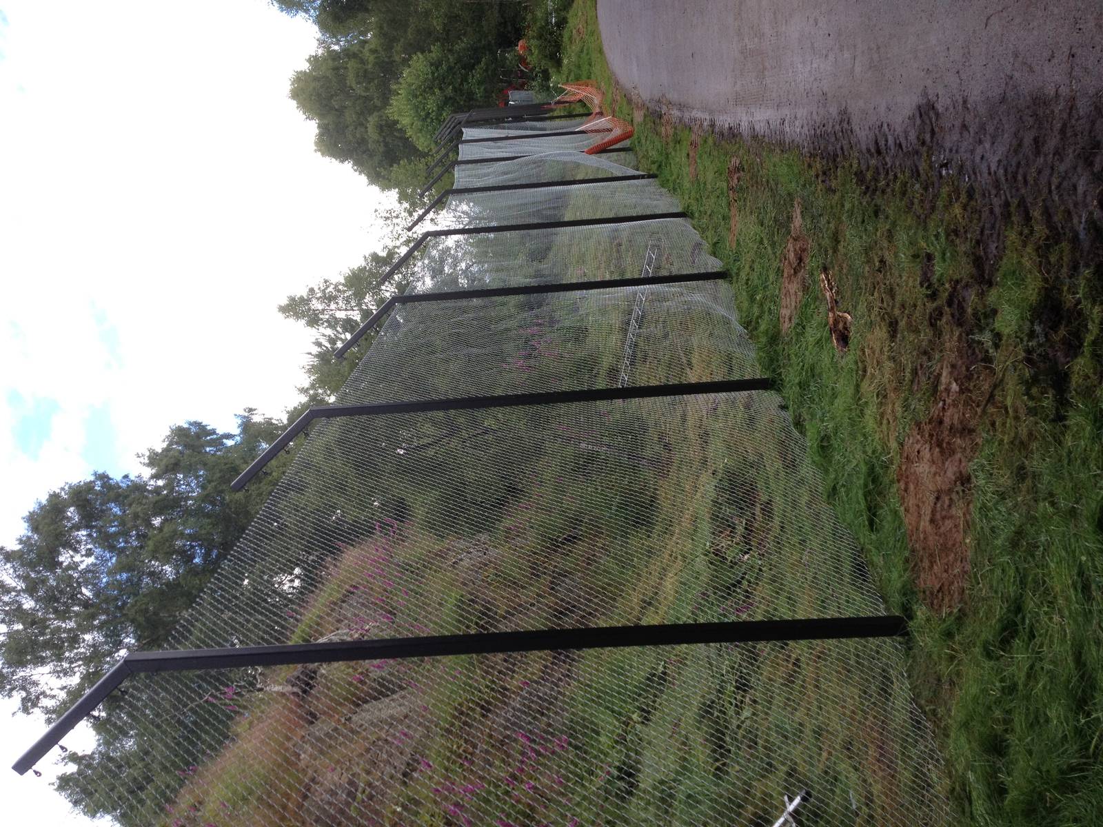 Snow leopard cliff face enclosure
