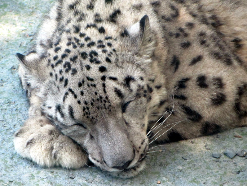 Snow Leopard Close-Up
